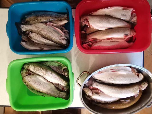 Frischer Fisch